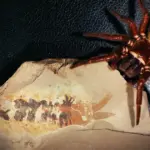 Відкриття на півмільярда років змінило уявлення про еволюцію павуків: що&hellip;