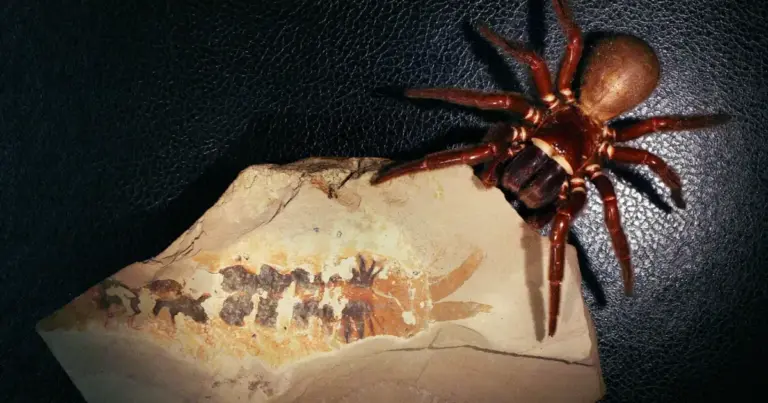 Відкриття на півмільярда років змінило уявлення про еволюцію павуків: що саме вразило дослідників? 9