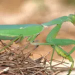 Вчені в паніці: великі богомоли заполонюють Європу