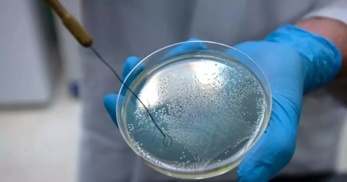 Scientists study bacteria