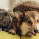 Чому домашні улюбленці котячих порід перевершують собак у довголітті: науковці&hellip;