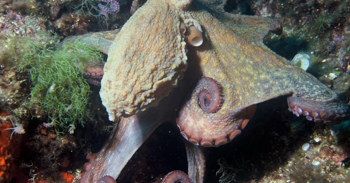 Octopus. Photo: Albert Kok Octopus. Photo: Albert Kok