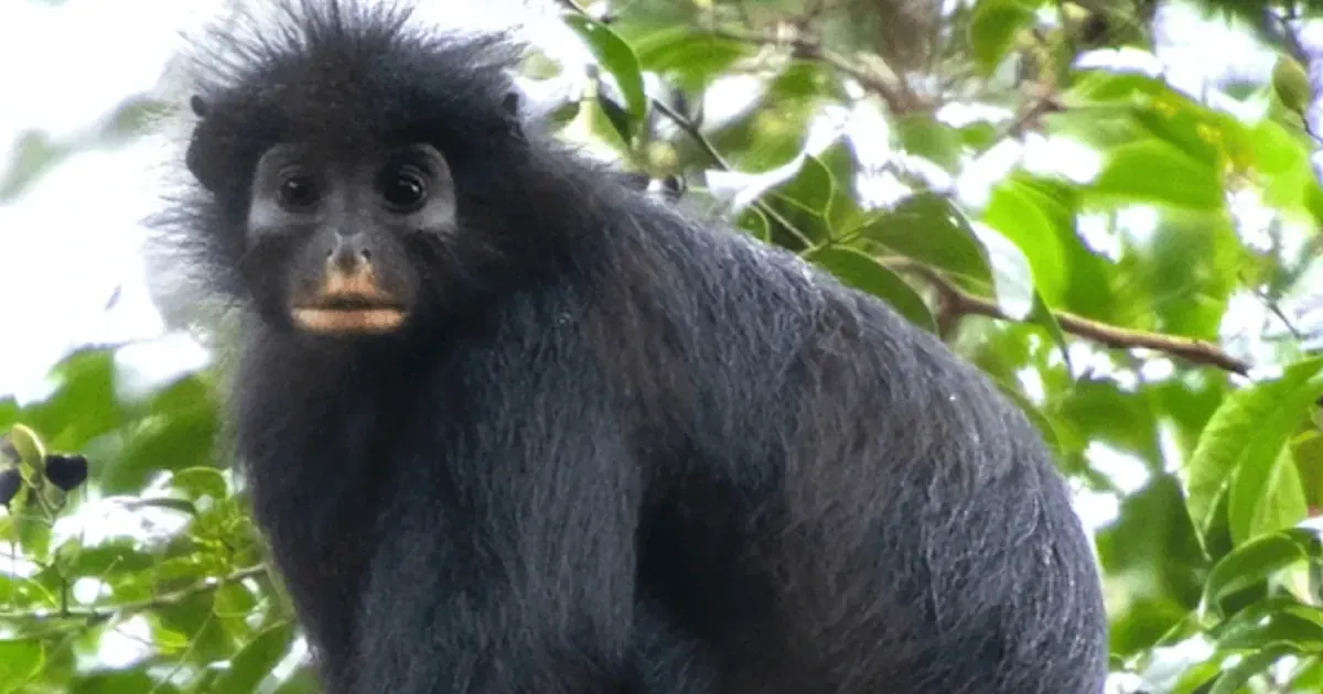 Новий вид мавп Colobus congoensis