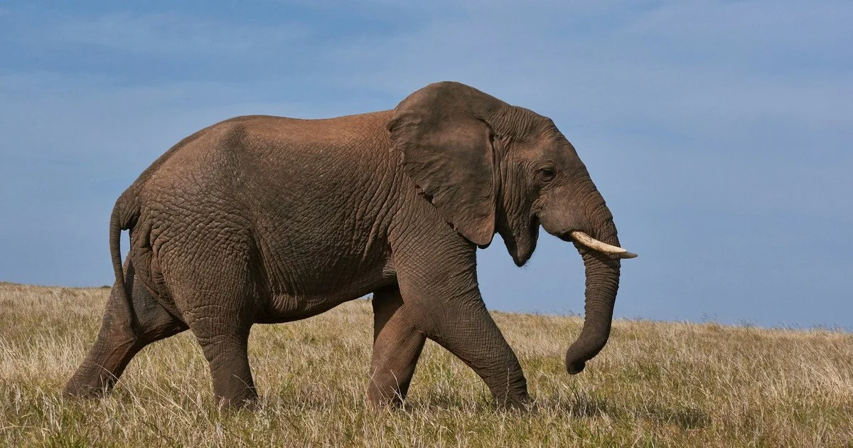 Elephant