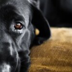 Головна 43 Тварини не сприймають світ лише у відтінках сірого: науковці пояснили,…