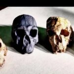 Головна 53 Головний мозок людей, можливо, збільшився через випадковість, а не за…