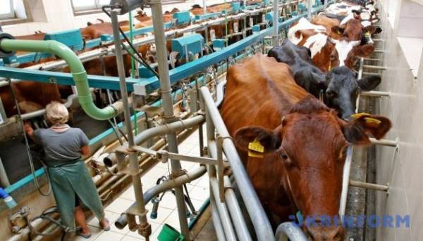 У першій половині року в Україні виробництво переробленого молока збільшилося на 6%