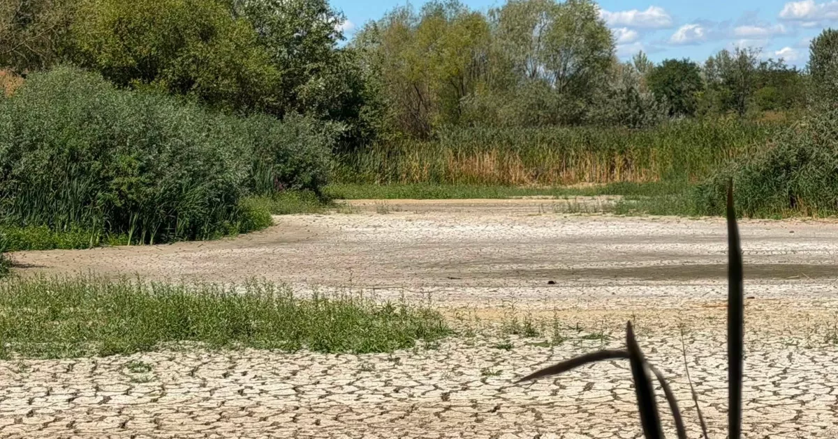 Чорне озеро в Ужгороді зникло: унікальному природному середовищу загрожує загибель 2 Фото до статті
