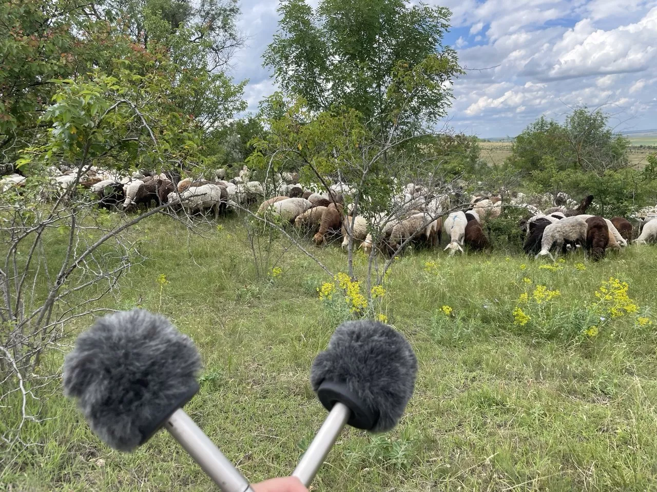 20 хвилин у справжньому степу: у Києві триває незвичайна інклюзивна виставка 10
