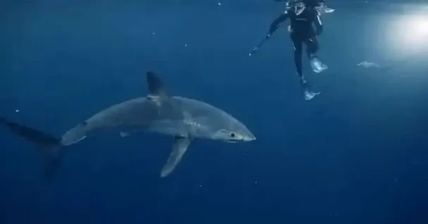 Гігантська акула-людожер Sharkzilla полює на китів та тюленів: науковці дослідили її на радіоактивну мутацію (фото) 2 Акула мако / © The Discovery Channel