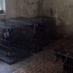 Головна 51 На Київщині розпочато кримінальне провадження за фактом незадовільного догляду за…