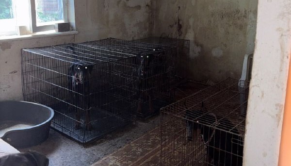 На Київщині розпочато кримінальне провадження за фактом незадовільного догляду за доберманами в одному з розплідників.
