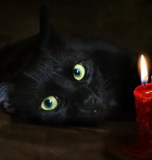 17 серпня — Міжнародний день чорного кота: чому виникло свято та які забобони руйнують науковці