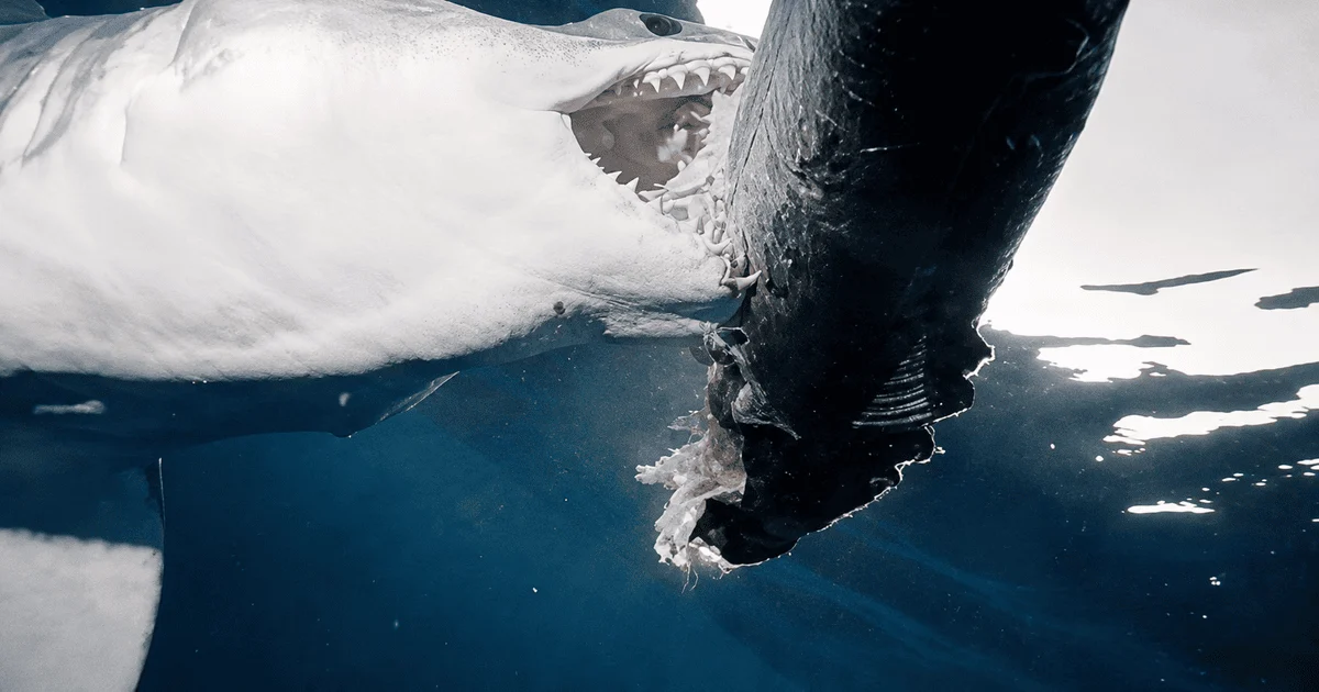 Величезна акула Sharkzilla Величезна акула Sharkzilla