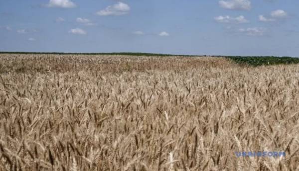 Міністерство сільського господарства США підвищило прогноз врожаю української пшениці та кукурудзи