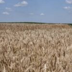 Головна 79 У серпні експорт української та російської пшениці значно сповільнився.