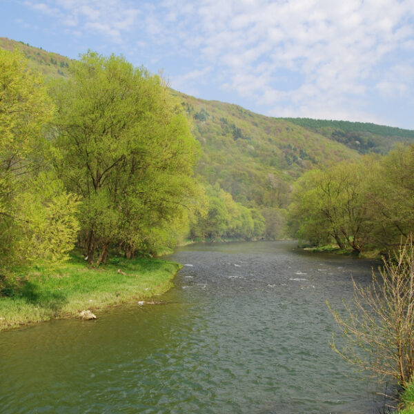 Засуха в Закарпатті: у Мукачеві річка Латориця критично зневодніла