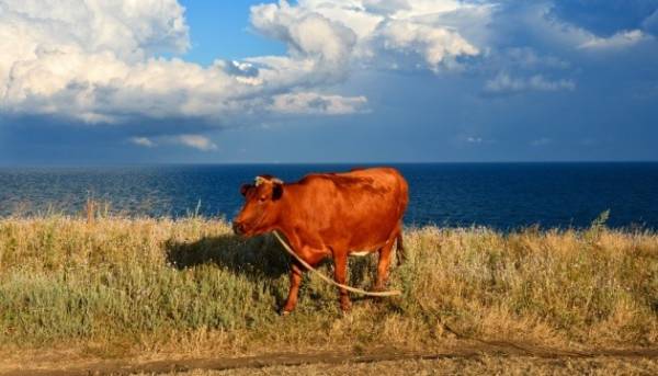 Кількість великої рогатої худоби за рік зменшилася на 19%