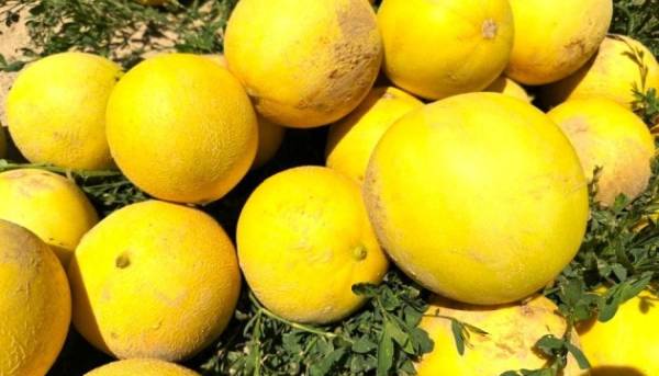 В Україні значно зросли ціни на дині 2 В Україні значно зросли ціни на дині 2