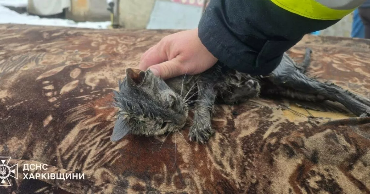 Цивільний захист: цілодобова варта життя під час надзвичайних ситуацій 2 Пожежники рятують тварину