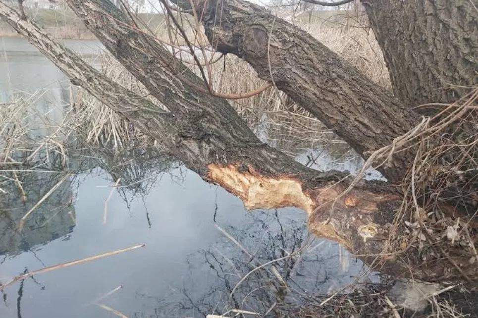 Київські дерева захищають від морозів та сонця 4 У парку «Позняки» захищають дерева від бобрів. Фото: ТСН