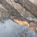 Головна 103 Київські дерева захищають від морозів та сонця