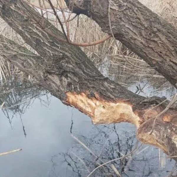 Київські дерева захищають від морозів та сонця