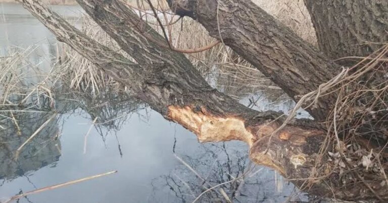 Київські дерева захищають від морозів та сонця 7