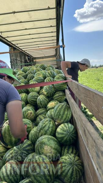 Кавуни, зібрані для продажу