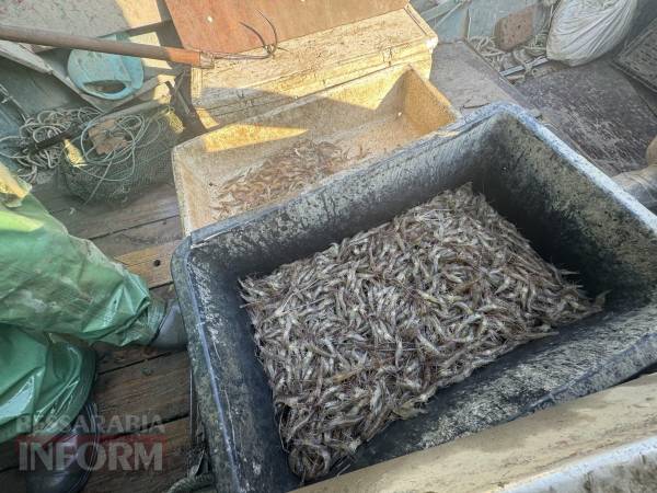 Японська креветка завойовує Дунай, загрожуючи рибній промисловості 8 Рибальські сітки з креветками