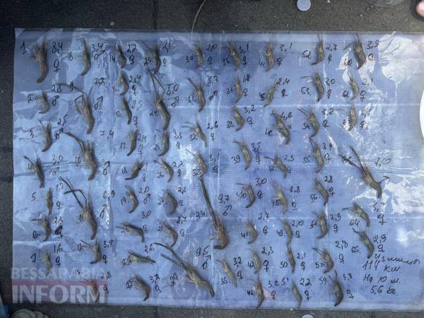 Японська креветка завойовує Дунай, загрожуючи рибній промисловості 9 Японська креветка в руках