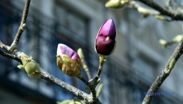 У Києві в понеділок - сильний вітер, пориви до 20 метрів на секунду