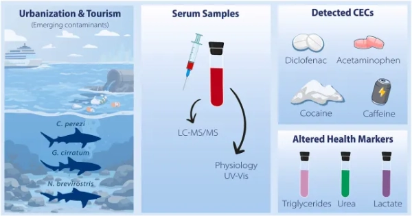 Акули-кокаїни тероризують дайверів біля узбережжя Карибського басейну 5