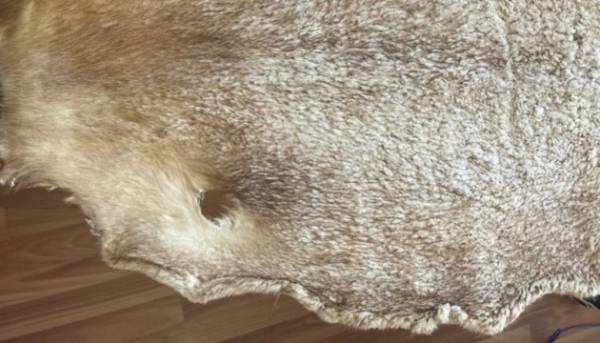 БЕБ розкрило велику схему нелегального ввезення хутряних виробів на понад 11 мільйонів. 3