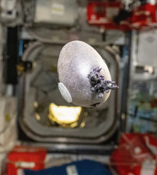 Дивне плаваюче зростання на Міжнародній космічній станції викликало кумедні коментарі в інтернеті. Дон Петтіт з NASA поділився фотографією картоплі, яку він виростив, перебуваючи на борту орбітальної платформи. Однак, кореневі походження картоплі, схожі на інопланетні, викликали кумедні реакції користувачів соціальних мереж. Назвавши свій урожай «Spudnik-1», Дон написав: «Я перевозив картоплю на експедиції 72 для свого космічного саду, чим я займався у вільний від роботи час. Це рання фіолетова картопля, доповнена липучкою-гачком, щоб закріпити її в моєму імпровізованому тераріумі з підсвічуванням». Однак його підписники на X (раніше Twitter) не були в захваті від цього дивного продукту. Даркус прокоментував: «Брате, я щиро думав, що це якийсь вилуплення з яєць». А Адья Зелінков драматично відповіла: «Вбийте його вогнем!!!» Фото опубліковано 25/03/2026