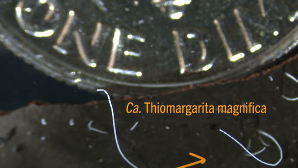 Бактерія T. magnifica / © скриншот