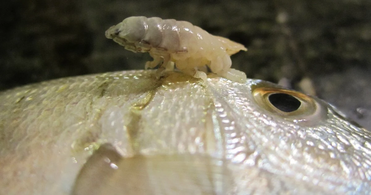 Cymothoa exigua. Фото: Marco Vinci/CC BY-SA 3.0