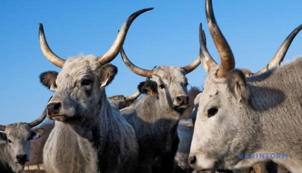 В Україні за рік чисельність корів скоротилася на 17% 2