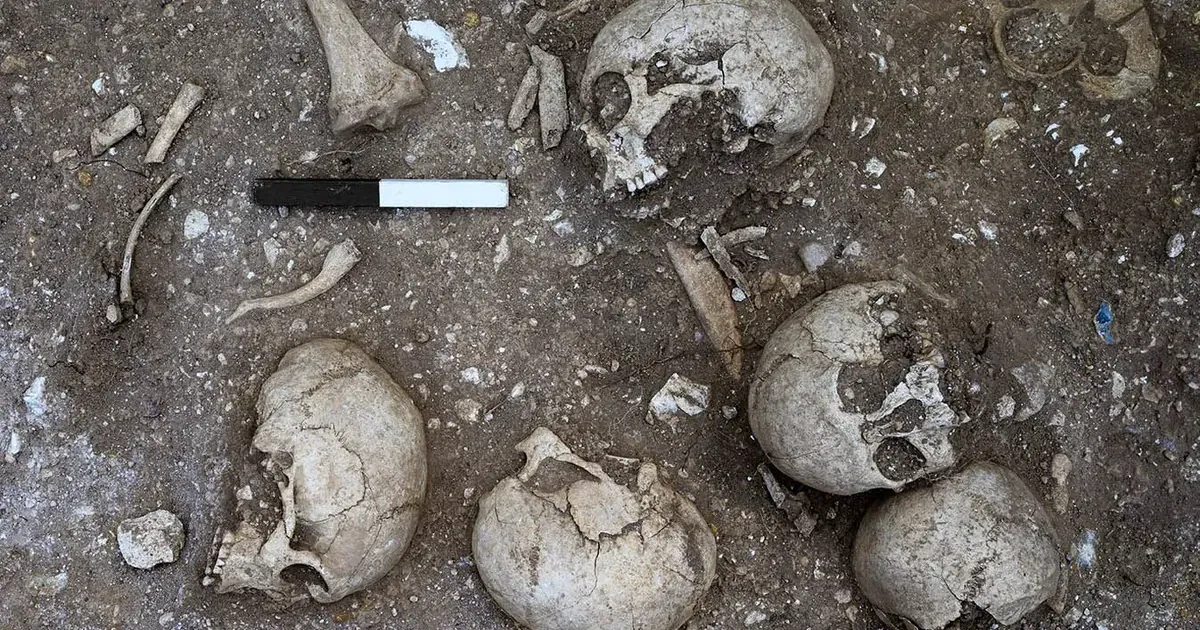 Знайдені черепи. Фото: Кембридзький університет