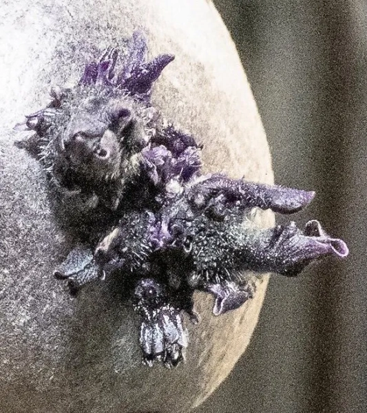 Дивне плаваюче зростання на Міжнародній космічній станції викликало кумедні коментарі в інтернеті. Дон Петтіт з NASA поділився фотографією картоплі, яку він виростив, перебуваючи на борту орбітальної платформи. Однак, кореневі походження картоплі, схожі на інопланетні, викликали кумедні реакції користувачів соціальних мереж. Назвавши свій урожай 