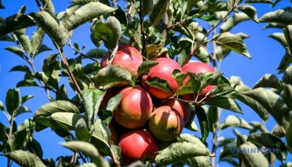 Цьогоріч фермерам виділять більше ніж 400 мільйонів гривень на підтримку плодоовочівництва. 2