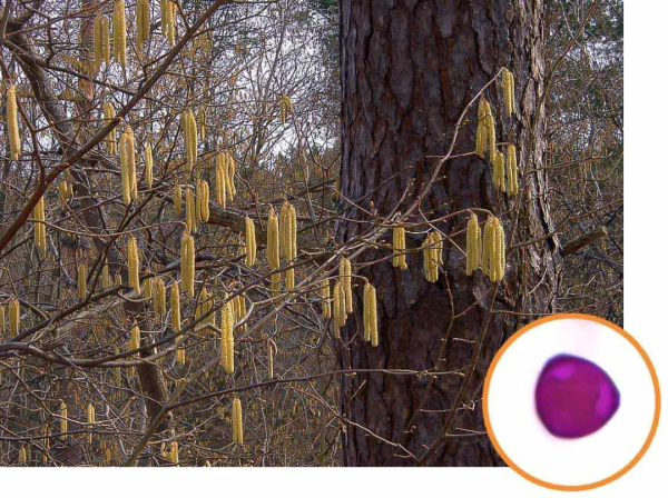 Сережки ліщини та її пилок під мікроскопом