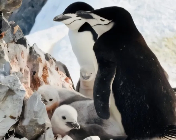 Ніколь Кідман бере з собою дочок-двійників у подорож на тлі чуток про те, що Кіт Урбан «рухався далі» 13