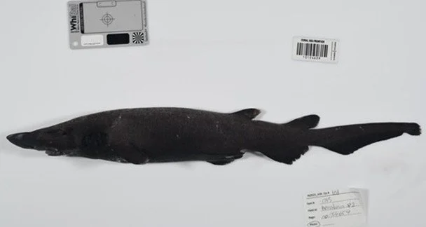 Новий вид глибоководної котячої акули / © CSIRO