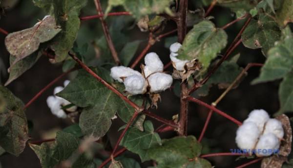 Узбекистан суворіше регулює вивіз бавовняної клітковини. 2 Узбекистан суворіше регулює вивіз бавовняної клітковини. 2