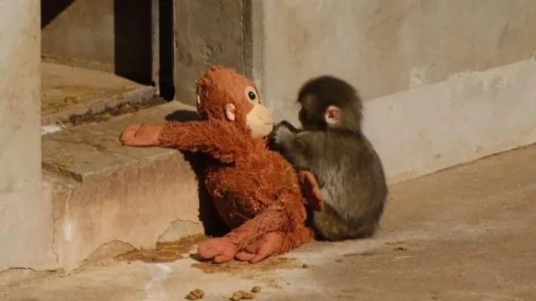 Після того, як Панча невдовзі після народження відкинула мати, його виховували вручну працівники зоопарку міста Ітікава в Японії. Пізніше, коли його познайомили з іншими макаками, йому було важко соціально інтегруватися — проблема, яка може виникати у приматів, вирощених без материнської опіки. Щоб забезпечити йому комфорт, працівники давали йому ковдри та м’які іграшки, і він сильно прив’язався до однієї плюшевої іграшки. Його часто бачать, як він чіпляється за неї або пестить її, що відповідає моделям сурогатної прихильності, задокументованим у мавп, вирощених вручну, яких рано відокремили від матерів. https://www.facebook.com/photo?fbid=814459248333288&set=pcb.814459344999945