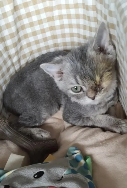 ЗОБРАЖЕННЯ ВЗЯТЕ З LBC БЕЗ ДОЗВОЛУ Власники тварин у Дубаї «цікавляться евтаназією», оскільки волонтери-рятувальники перевантажені покинутими тваринами https://www.lbc.co.uk/article/selfish-heartless-dubai-expats-dumping-pets-flee-war-5HjdTs6_2/