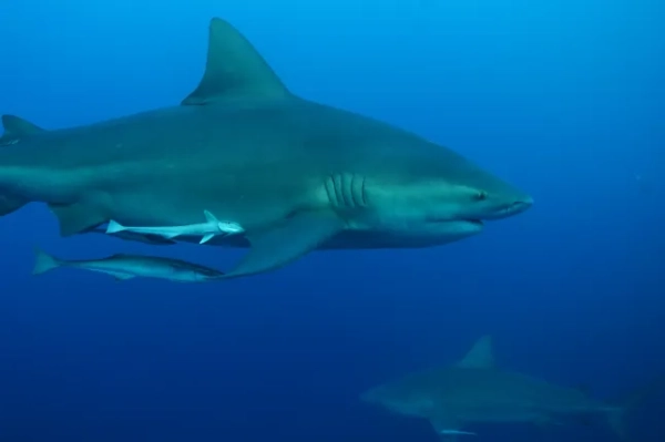 12-річний хлопчик, на якого напала акула, втратив мозок і не прокидається 7 Тіту??: Акула-бик з рибою-пілотом у Карибському морі біля узбережжя Плайя-дель-Кармен на півострові Юкатан у Мексиці.