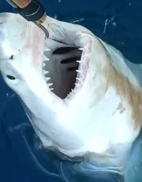 Великі білі акули «можуть розмножуватися в Середземному морі» 7 Великі білі акули «можуть розмножуватися в Середземному морі» 7