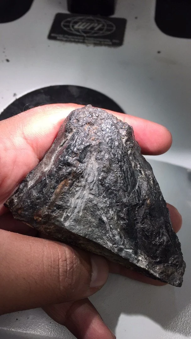 Лютий хижак перейшов на рослинну їжу 307 мільйонів років тому: свіже наукове відкриття 2